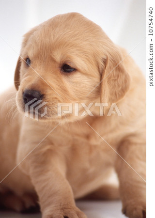 Cute little puppy Cute little puppy 10754740