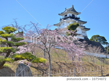 掛川城堡和掛川櫻花 10754872