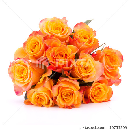 Yellow rose flower bouquet isolated on white background cutout 10755209
