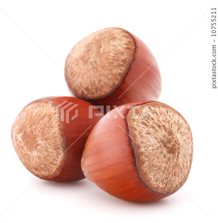 hazelnut or filbert nut isolated on white background cutout hazelnut or filbert nut isolated on white background cutout 10755211