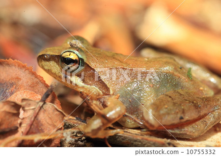 田兒的林蛙 田兒的林蛙 10755332
