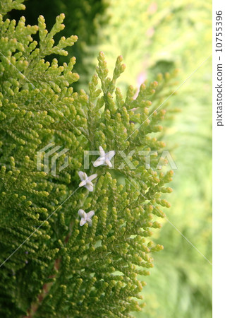 Conophylax gull Conophylax gull 10755396