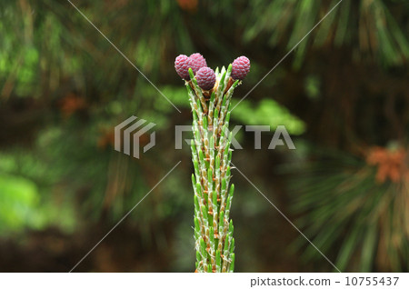 Black pines Black pines 10755437