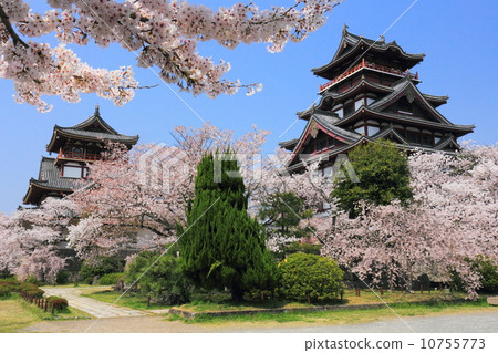Fushimi-Matsuyama城堡充滿了櫻花 Fushimi-Matsuyama城堡充滿了櫻花 10755773