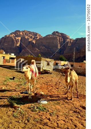 camel camel 10756052