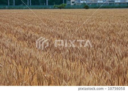 Ear of wheat Ear of wheat 10756058