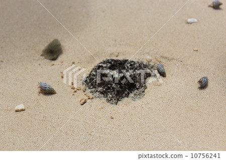 Hermit crab of Shimojima Hermit crab of Shimojima 10756241