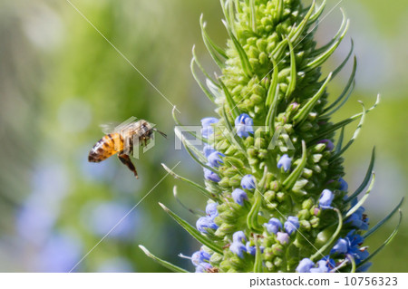 A bee A bee 10756323