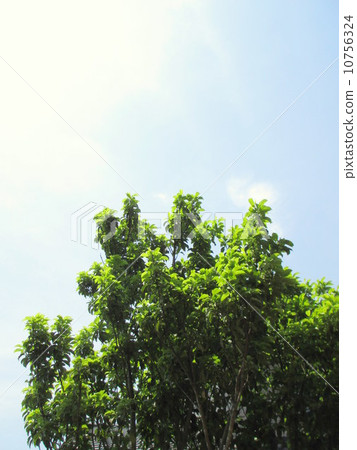 Evergreen tree and spring sky Evergreen llex pedunculosa and the spring sky Evergreen tree and spring sky Evergreen llex pedunculosa and the spring sky 10756324