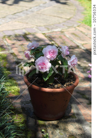 鳳仙花 鳳仙花 10756334