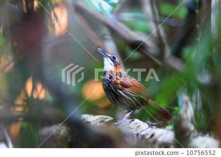 Palawan Mini Chimedri Palawan Mini Chimedri 10756552