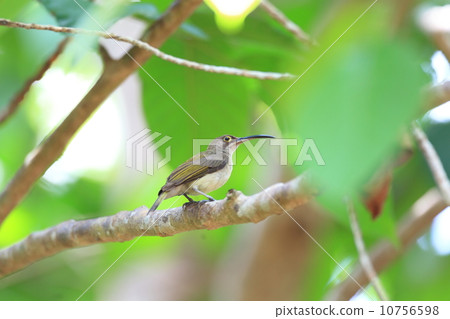 Palawan Coc Mocha Ridori 10756598