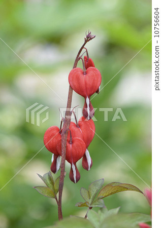 Kenzansou (Chinese flower grass) 10756604