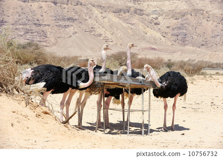 African ostrich 10756732