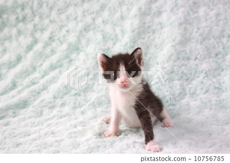 與白色和黑色圖案的小貓 10756785