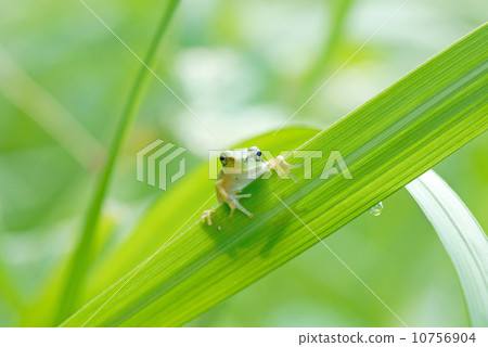 場青蛙 10756904