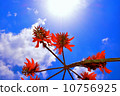 Deigo 10756925