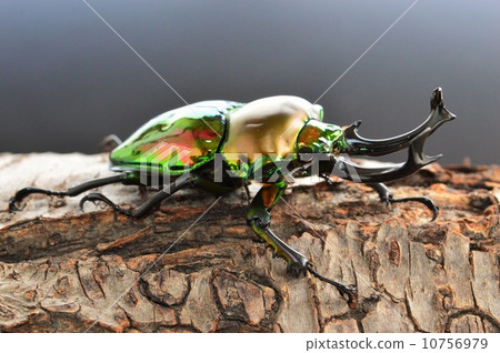 Black rainbow trout on trees Black rainbow trout on trees 10756979