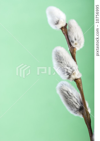 Pussy willow flower branch 10756995