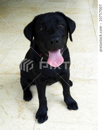 黑拉布拉多獵犬小狗 黑拉布拉多獵犬小狗 10757007