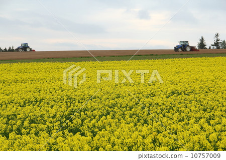 強姦開花 強姦開花 10757009