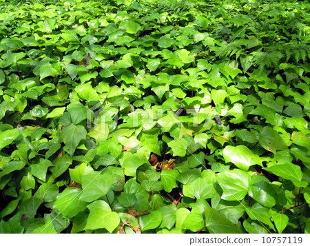 Canary Ketta 10757119