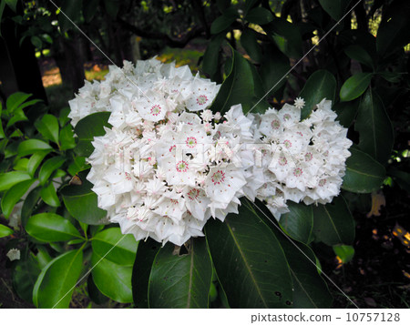 卡爾米爾的花朵 10757128