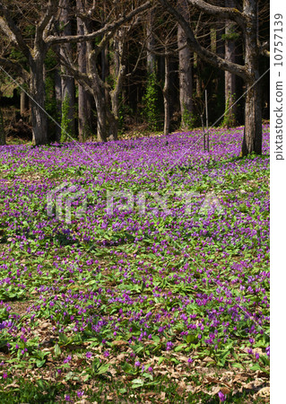 秋田仙北市Yatsu 10757139