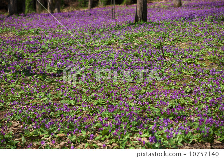 秋田仙北市Yatsu 秋田仙北市Yatsu 10757140