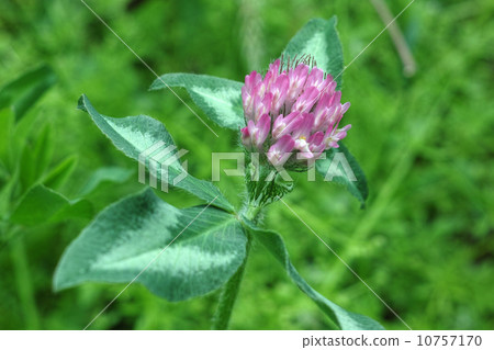 紅三葉草 10757170