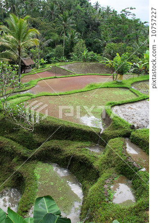 巴厘島水稻梯田 巴厘島水稻梯田 10757227