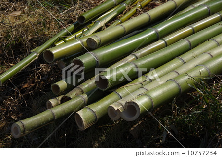 Bamboo bamboo wood 10757234