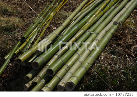 竹竹木 10757235