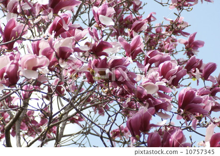 紫水晶蓮花 10757345