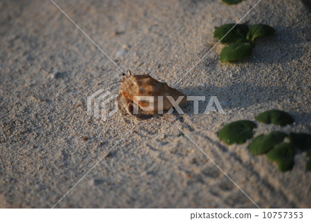 Hermit crab Hermit crab 10757353
