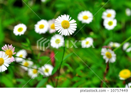 Pelapela Yomena Pelapela Yomena 10757449