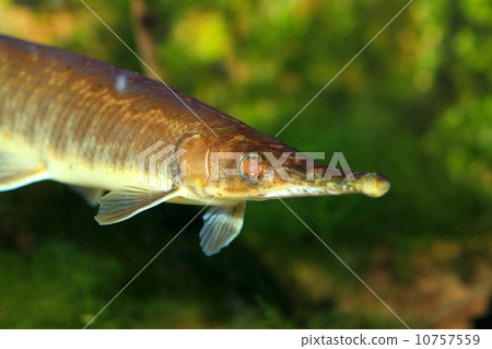 Spotted gar Spotted gar 10757559