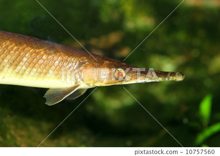 Spotted gar Spotted gar 10757560