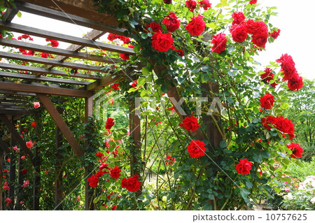 May flower rose · rose family 541 10757625
