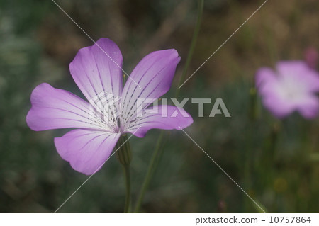 Muginadesico 10757864