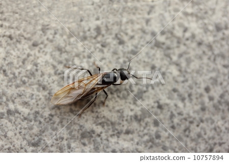 Winged ants (Camponotus nigricans) 10757894