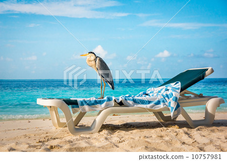 Grey Heron on a sun lounger 10757981