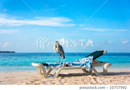 Grey Heron on a sun lounger 10757992