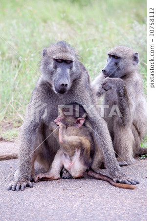 Family of Olive Baboon on the road Family of Olive Baboon on the road 10758112