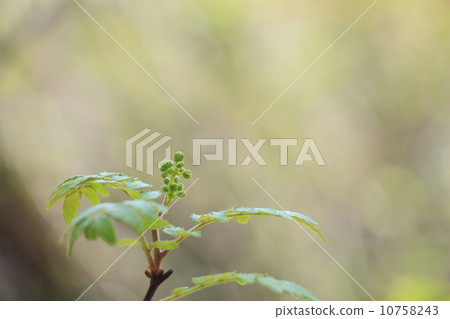 Flower Pepper Flower Pepper 10758243