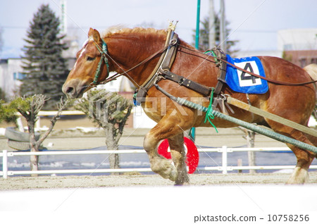 Banged horse race Banged horse race 10758256