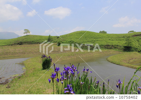 虹膜和水稻梯田 10758402