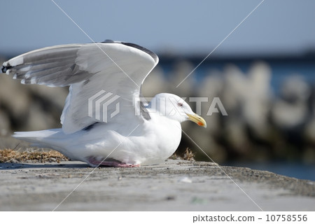 Seagull at the harbor Seagull at the harbor 10758556