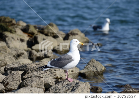 海鷗的岩石 10758557