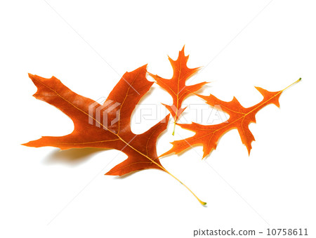 Three autumn leafs of oak Three autumn leafs of oak 10758611